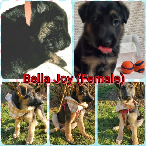 Black&Tan, AKC-Registered, German Shepherd Puppies