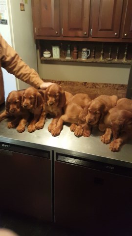 Irish Setter for Sale