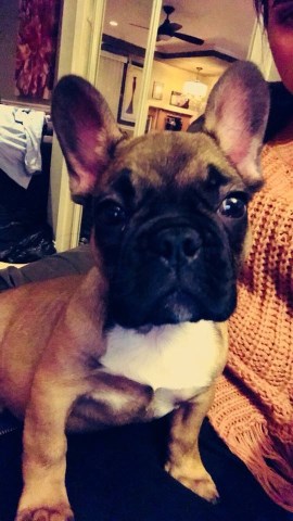 French Bulldog puppy for sale + 51512