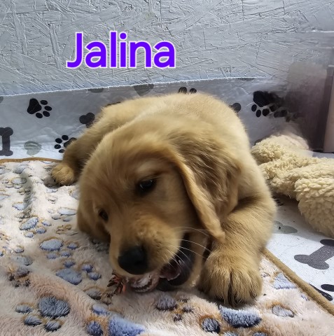 Golden Retriever puppy for sale + 65902
