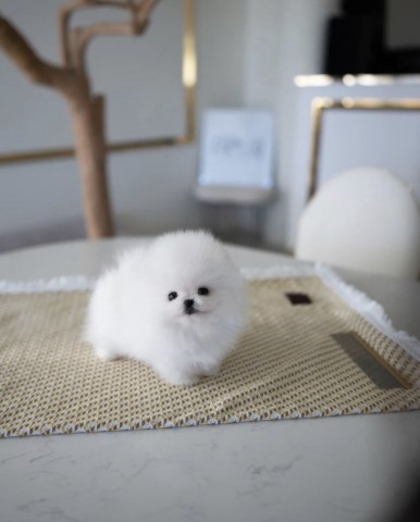 Pomeranian puppy dog for sale in Los Angeles, California