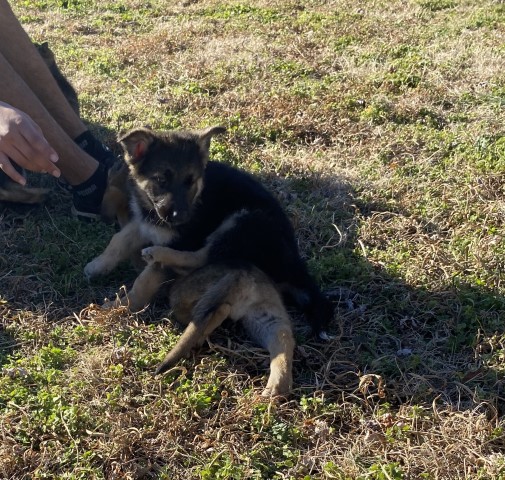 German Shepherd Dog puppy for sale + 64381