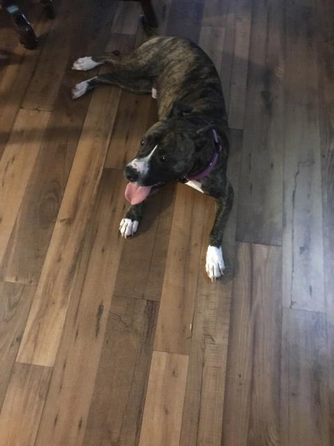 Ace ( Boxer pit bull)