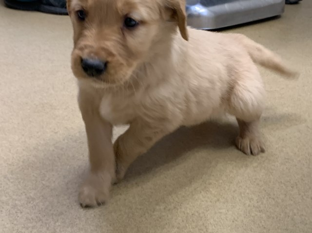 AKC Golden retriever puppies - very dark red