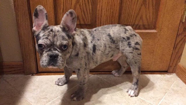 French Bulldog puppy for sale + 56328