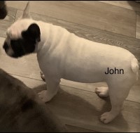 Male Pied French Bulldog French Bulldog for sale/adoption