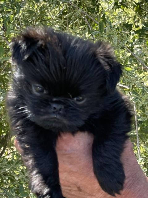 Brussels Griffon puppy for sale + 62245