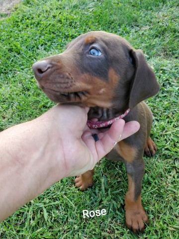 Doberman puppies for sale