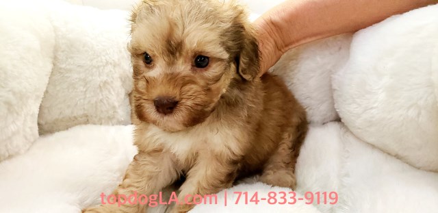 Cockapoo puppy for sale + 52997