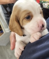 Beaglier Puppies Cavalier King Charles Spaniel for sale/adoption