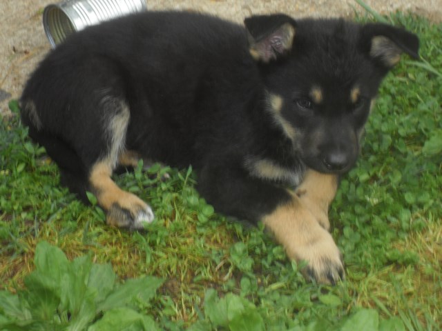 German Shepherd Dog puppy for sale + 47438