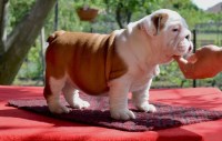 English Bulldog thumbnail