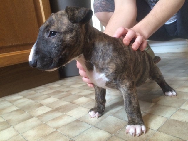 Bull Terrier puppy dog for sale in Houston, Texas
