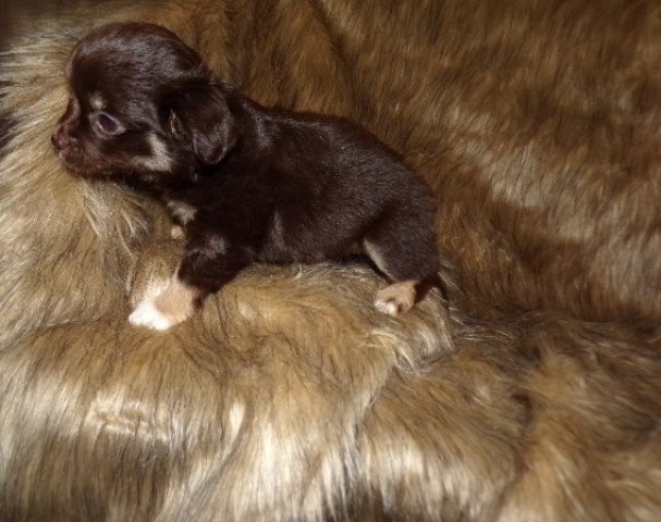 AKC  Long Coat Apple Head Chihuahua Puppy Pebbles