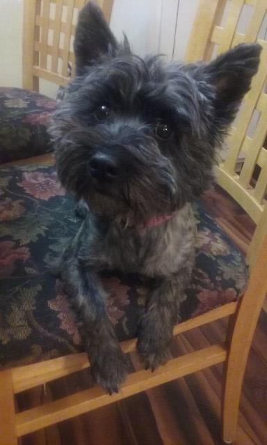 Cairn Terrier Puppy Dog For Sale In Cleveland Ohio