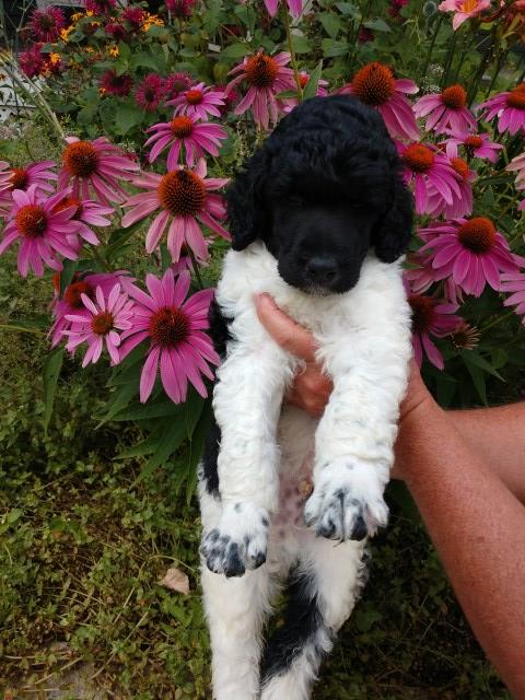 Poodle Standard puppy for sale + 58133