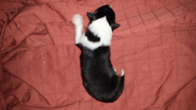 Collie puppy for sale + 47836