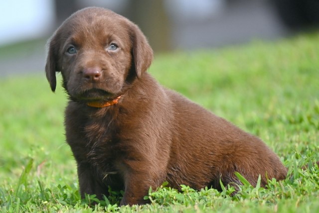 Labrador Retriever puppy for sale + 63732