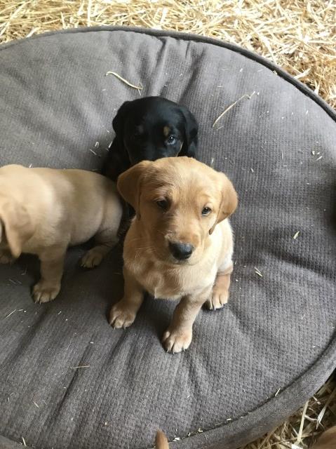 chocloate lab / golden retriver