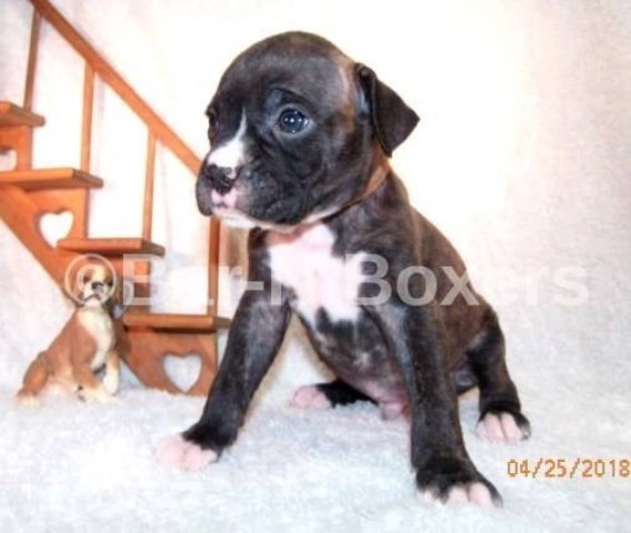 Boxer puppy for sale + 52688
