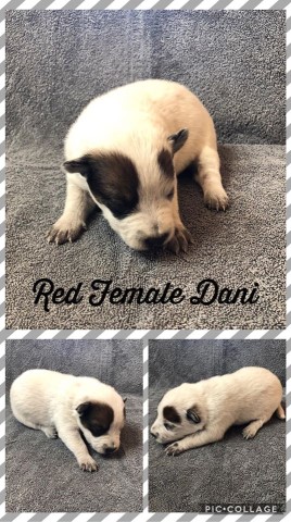 AKC Australian Cattle Dog Puppies