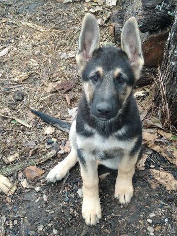 German Shepherd Dog puppy for sale + 54118
