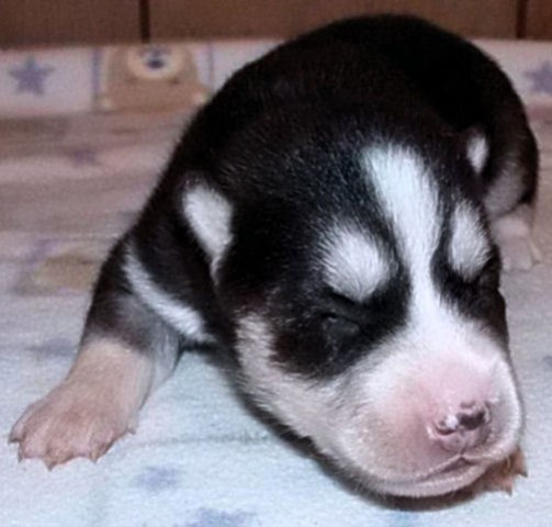 Siberian Husky puppy for sale + 51856