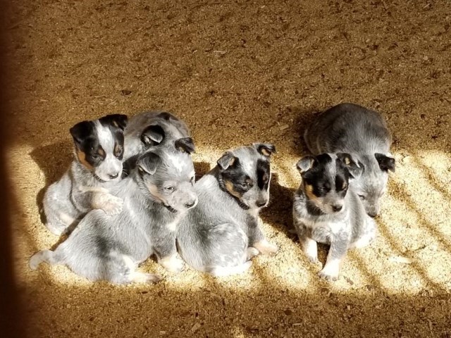 Australian Cattle Dog (Blue Heeler) Puppies!! Sweet, Smart &  Vet Checked!