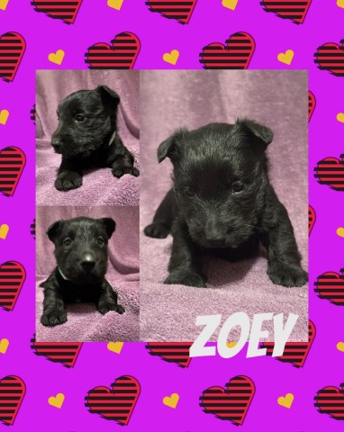 Scottish Terrier puppy for sale + 66429