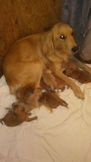 Akc Golden Retriever Puppies