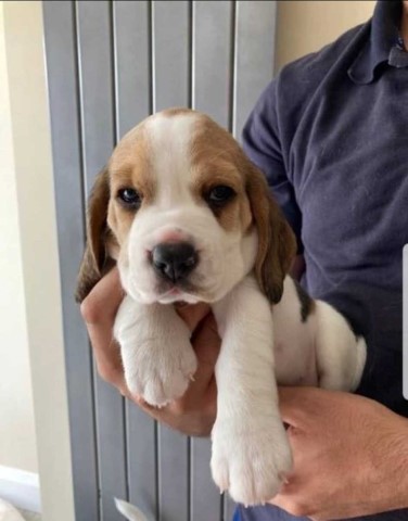 AKC Registered Beagle Pups for sale
