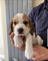 AKC Registered Beagle Pups for sale Beagle for sale/adoption