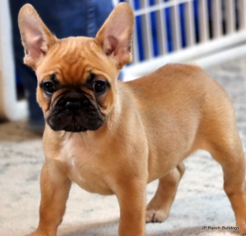 French Bulldog puppy for sale + 64617