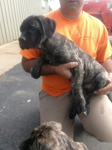 Mastiff puppy for sale + 54337