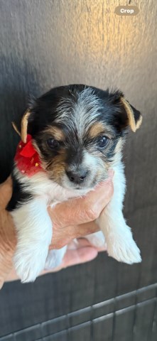 Yorkshire Terrier puppy for sale + 66524