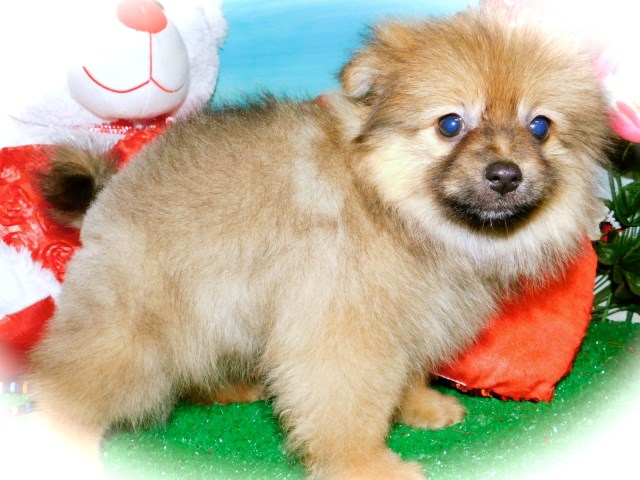 Pomeranian puppy for sale + 60119