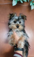 ?? Enchanting Mini Yorkie: Big Mac ?? Yorkshire Terrier for sale/adoption