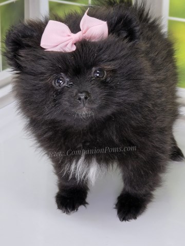Pomeranian puppy for sale + 66789