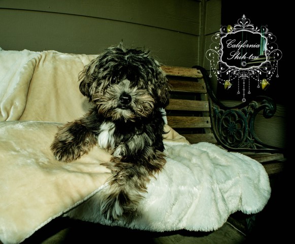 Shih Tzu puppy for sale + 64319