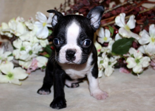 Boston Terrier puppy dog for sale in Anderson, South Carolina