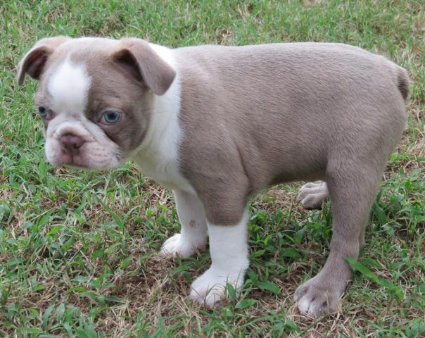 AKC Cute Boston Terrier male-Female Fisher