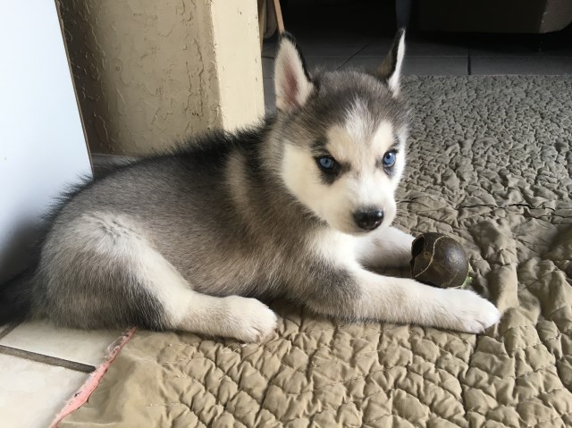 Husky Puppy Duo - Brother & Sister