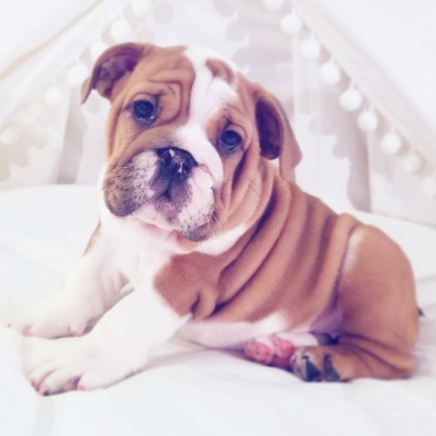 English Bulldog puppy for sale + 59794