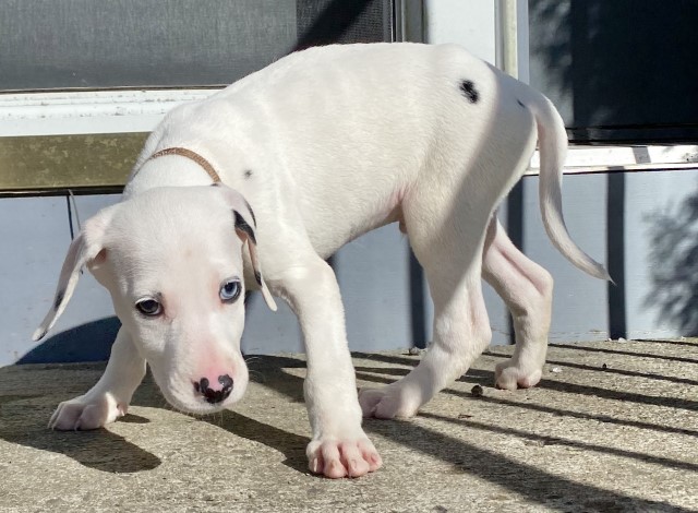 Dalmatian puppy for sale + 61513