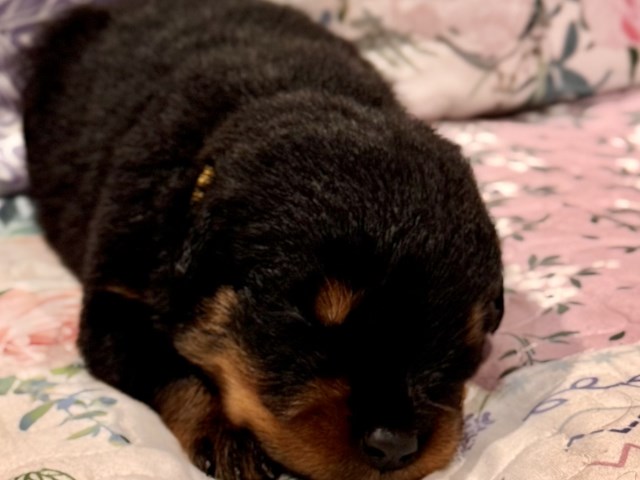 Rottweiler puppy for sale + 66910