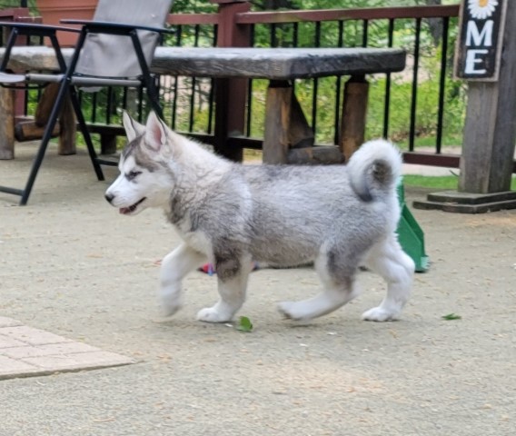 Alaskan Malamute, Siberian Husky Price reduced born 3-19 call 231 928 6320