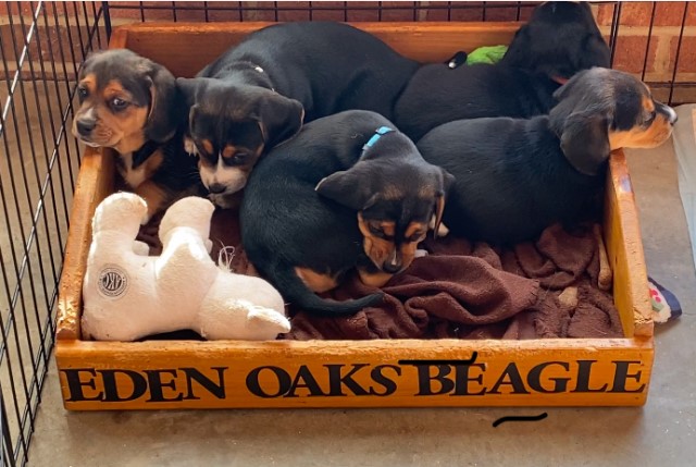 Jackabee (Beagle Jack Russell) Puppies
