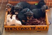 Beagle thumbnail