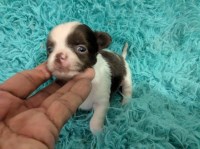 Rose's   Chihuahua Puppies Chihuahua for sale/adoption