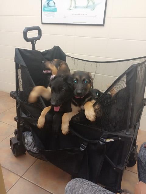 German Shepherd Dog puppy for sale + 67257